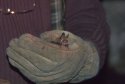 Bechstein's Bat