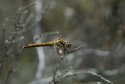 Black Darter