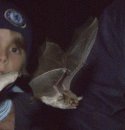 Brown Long Eared Bat