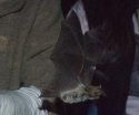 Brown Long Eared Bat