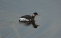 Black Necked Grebe