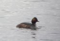 Black Necked Grebe