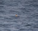 Black necked Grebe