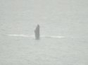 Northern Bottlenose Whale