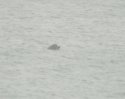 Northern Bottlenose Whale