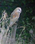 Barn Owl