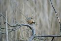 Brambling