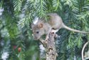 Brown Rat