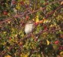 Brown Shrike