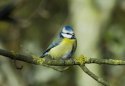 Blue Tit