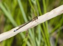 Blue Tailed Damselfly var rufescens