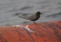 Black Tern