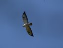 Buzzard