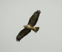 Buzzard