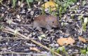 Bank Vole