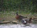 Baikal Teal Impersonator