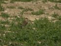 Black Winged Pratincole