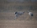 Common Cranes