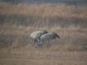 Common Cranes