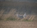 Common Cranes
