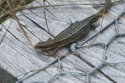 Common Lizard