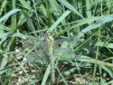 Club Tailed Dragonfly