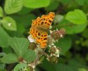 Comma