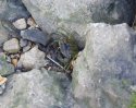 Shore Crab