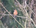 Crossbill