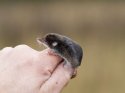 Common Shrew