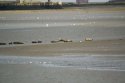 Common Seals