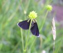 Chimney Moth