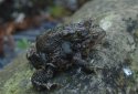 Common Toads