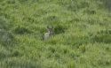 Chinese Water Deer
