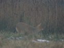 Chinese Water Deer