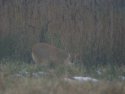 Chinese Water Deer
