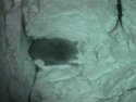 Daubenton's Bat