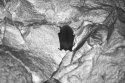 Daubenton's Bat