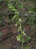 Dune helleborine