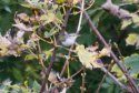 Eastern Crowned Warbler