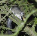 Edible Dormouse