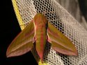 Elephant Hawkmoth