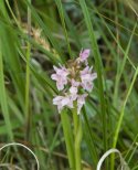 Early Marsh Orchid