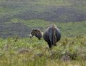 Exmoor Ponies