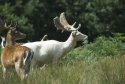 Fallow Deer