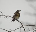 Fieldfare