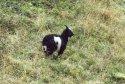 Feral Goat