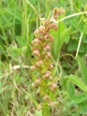 Frog Orchid