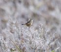 Fan Tailed Warbler