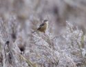 Fan Tailed Warbler